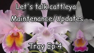 Cattleya UPDATES maintenance and orchid repottings [upl. by Avle]