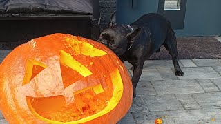 Halloween French bulldog kills a pumpkin [upl. by Pollyanna]