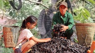 Harvesting Soapberry Fruit  Goes To Sell  Highland life [upl. by Harobed]