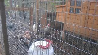 Molly Our Pekin Bantam Clucking After Laying An Egg [upl. by Wimsatt]