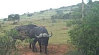 buffalo attacks safari jeep [upl. by Oiratnom]