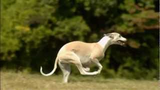 Dogs 101 Whippetmp4 [upl. by Jahdol]