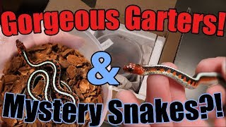 Unboxing RedSided Garters And Mystery Snakes [upl. by Ernst]