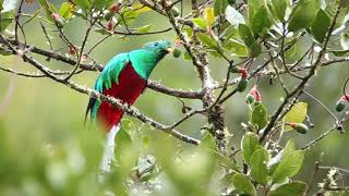 Male Resplendent Quetzal [upl. by Litha887]