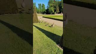 Entenbabys mit stolzen Eltern im Park Schloss Rheinsberg Brandenburg [upl. by Legnaesoj967]