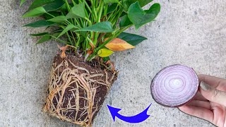 Please do this urgently  Anthurium will bloom like crazy and produce lots of roots [upl. by Inneg429]