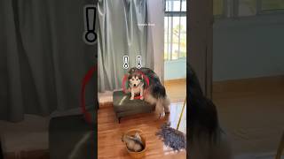 Dog Kicked His Pup Out shortsvideo [upl. by Johansen]