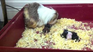 Guinea Pig giving birth 1 of 2 [upl. by Sara]