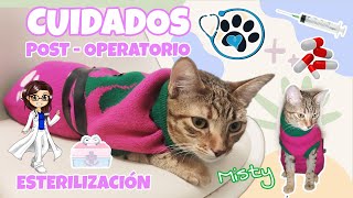 CUIDADOS DESPUÉS DE LA ESTERILIZACIÓN DE GATOS  CURACIÓN POST OPERACIÓN DE GATOS ESTERILIZADOS [upl. by Grail545]