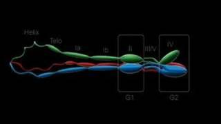 Type I Collagen Assembly [upl. by Tannen]