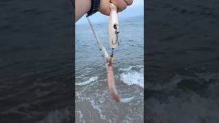 Needlefish hook on the popper longislandfishing longisland fish beach newyork surffishing [upl. by Lindgren]