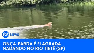 Onçaparda é flagrada nadando no rio Tietê interior de SP  SBTNewsnaTV 300324 [upl. by Rednael116]