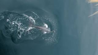 Type A1 Killer Whale  Gerlache Strait Antarctica [upl. by Kate]