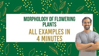 Morphology of Flowering Plants All NCERT Examples  NEET 2022 [upl. by Auerbach]