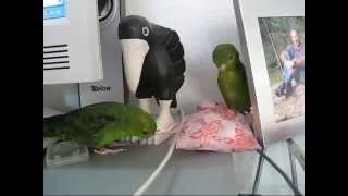 Lineolated Parakeets How to unpack little gifts ♥♥♥ [upl. by Maxantia]