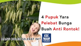 4 Pupuk Yara Pelebat Bunga dan Buah Anti Rontok [upl. by Ahslek]