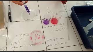 Immobilization of Enzymes using sodium alginate and calcium chloride  Msc Biotechnology [upl. by Yekcin]