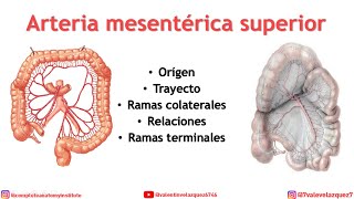 ARTERIA MESENTÉRICA SUPERIOR Orígen trayecto distribución ramas colaterales [upl. by Brewster]