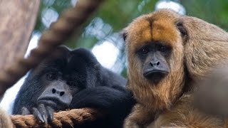 Hear a Howler Monkey Howl [upl. by Ytsanyd]