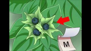 How to Grow Four O Clock Flowers [upl. by Brogle]