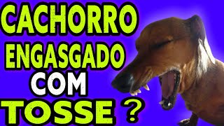 CACHORRO ENGASGADO TOSSINDO COMO TRATAR [upl. by Lundeen]