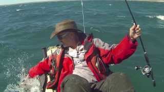 Kayakfish Shark Bay  Rod Utting [upl. by Chivers932]