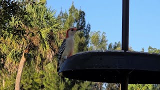 Red Bellied Woodpeckers Starbucks and Bunny and Norm our Yellow Throated Warbler 20241029 [upl. by Aikehs34]