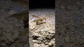 WASP MANTIDFLY wasp mantis facts [upl. by Retrak]