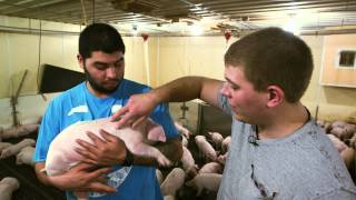 VetsOnCall  Pig epidemic spurs farmers son to be vet [upl. by Irra]