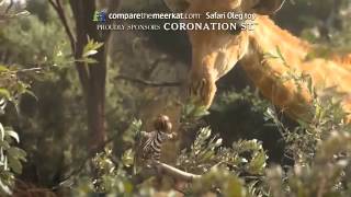 Compare the Meerkat  Coronation Street Advert 117 [upl. by Atteynad276]