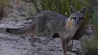 Gray fox and vocalizations [upl. by Wenger]