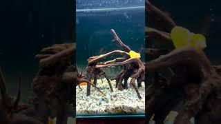 Setting Up My Stunning New Fish Tank NewTankSetup aquariumsetup newaquarium aquascaping [upl. by Drannel807]