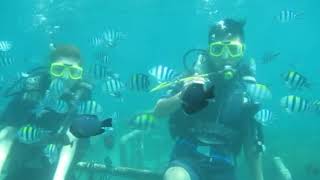 Benoa Marine Recreation Scuba Dive Tour [upl. by Almita]