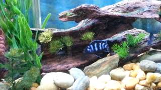 Demasoni Cichlid Breeding Demasoni Cichlid Spawning [upl. by Aicenod]