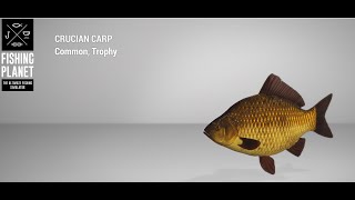 Fishing Planet  Weeping Willow Fisheries  Trophy  Crucian Carp  Feeder [upl. by Ezalb]