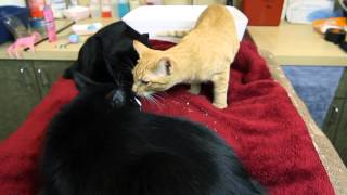 Is Catnip Bad for Cats  Cat Care amp Behavior [upl. by Gussi74]