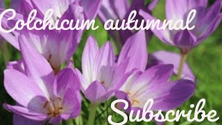 colchicum autumnal [upl. by Tabina425]