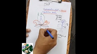 Plant Anatomy and physiology and Understanding Vegetative and Reproductive Parts PART1 [upl. by Boesch678]