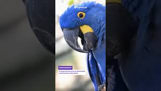 🎯 Guacamayo Azul extinto shortsfeed shortvideo noticias 300324 [upl. by Aloin]