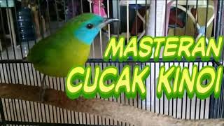 Suara burung cucak Kinoi betina gacor [upl. by Kinna]