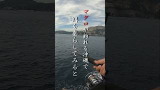 お土産の確保には苦労しません😂 釣り 磯 ocean fishing 沖磯 ロックショア ショアジギング 海釣り 海 アカハタ 根魚 ロックフィッシュ 餌釣り ぶっこみ釣り [upl. by Ssecnirp]