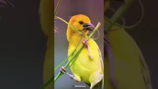 Architect of Nature  Baya Weaver Bird [upl. by Streetman]