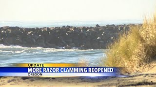 Razor clamming reopens in Oregon coast [upl. by Reeva190]