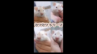 長毛 ゴージャスなサテン ・ブロンドのはむ Satin Long haired blonde hamster pets ペット 癒し ハムスター [upl. by Koziel]