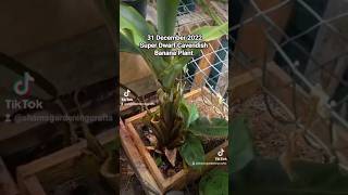 Growing A Dwarf Cavendish Banana Plant 🪴 [upl. by Ahsied]