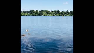 The Mere Lake Ellesmere Lake in Shropshire UK Shorts [upl. by Oihsoy936]