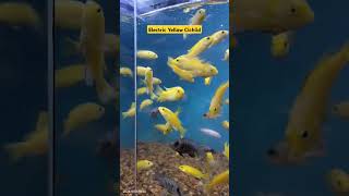 Electric Yellow Cichlid cichlid aqurium aquariumfish yellowfish [upl. by Nnayt]