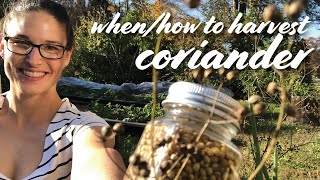 When amp How to Harvest Coriander Cilantro Seed  DryingStoring Tips [upl. by Hoi]