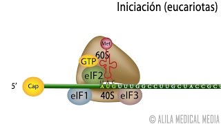 Traducción Eucariota – Síntesis de Proteínas Alila Medical Media Español [upl. by Eerol]