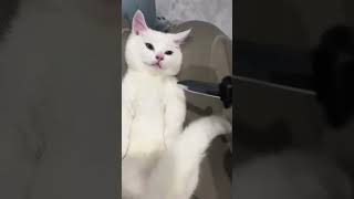 Random Cat Shenanigans Hilarious amp Adorable Moments You Can’t Miss Part2 [upl. by Alaunnoif]